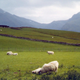In this May 2000 file photograph, sheep graze at the base of Ben Nevis in Scotland.
